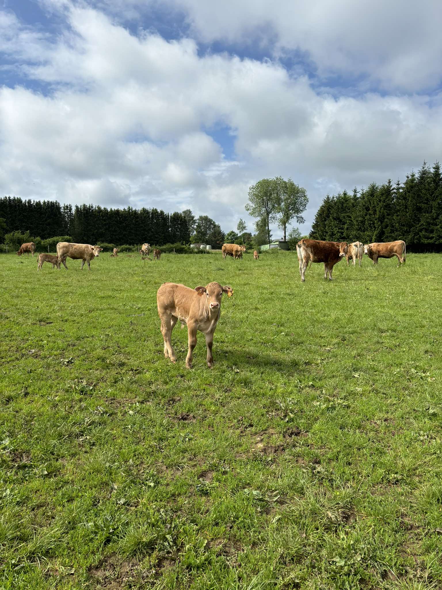 Vaches et veaux dans les prairies de notre ferme à Poncelle